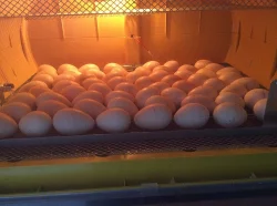 Násadová krůtí vejce
